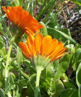 Calendula officinalis,
calendula,
Fiorrancio coltivato,
marigold,
pot marigold,
pot-marigold,
ruddles,
Scotch Marigold,
Scotch-marigold,
Scottish-marigold Calendula officinalis,
calendula,
Fiorrancio coltivato,
marigold,
pot marigold,
pot-marigold,
ruddles,
Scotch Marigold,
Scotch-marigold,
Scottish-marigold