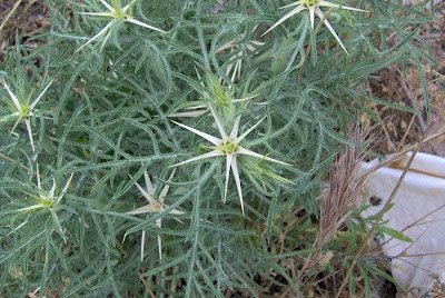 Fiordaliso stellato Fiordaliso stellato