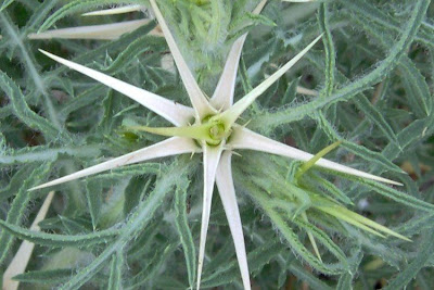 Fiordaliso stellato Fiordaliso stellato