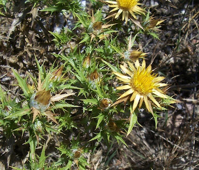 Clustered Carline Thistle