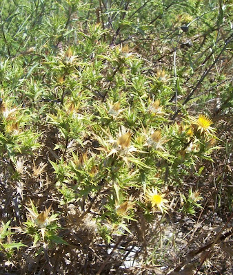 Clustered Carline Thistle