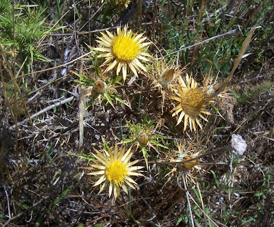 Clustered Carline Thistle
