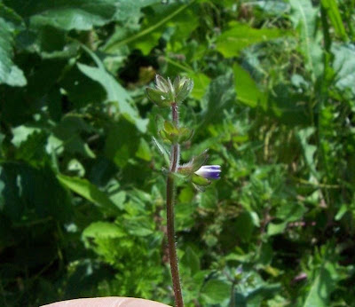 Campanula minore Campanula minore