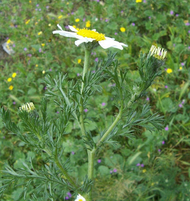 Camomilla tomentosa