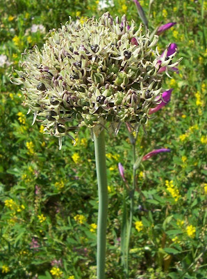 Broadleaf garlic Broadleaf garlic