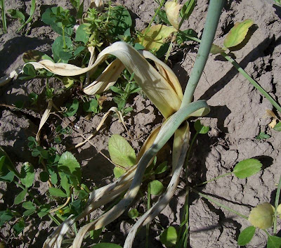 Broadleaf garlic Broadleaf garlic