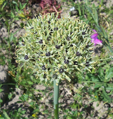 Broadleaf garlic Broadleaf garlic