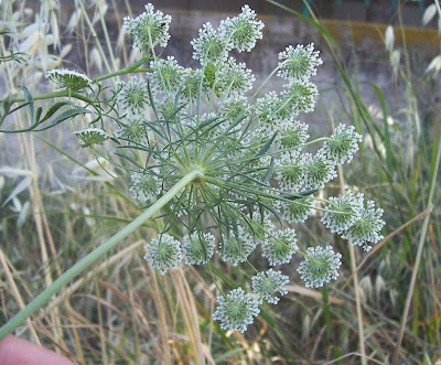 Bisnaguinha-do-campo Bisnaguinha-do-campo