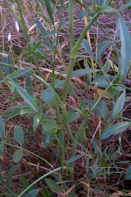 Bisnaguinha-do-campo Bisnaguinha-do-campo