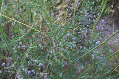 Bisnaguinha-do-campo Bisnaguinha-do-campo