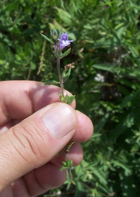 Acinos suaveolens (S. et Sm.) G. Don