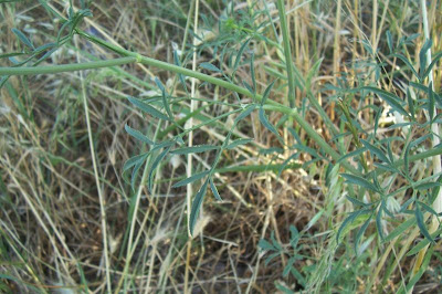 Bisnaguinha-do-campo Bisnaguinha-do-campo
