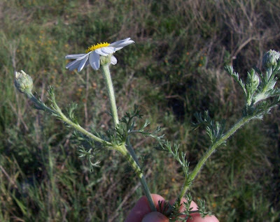 Camomilla tomentosa