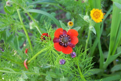 Adonis annua,
Adonide annua,
blooddrops,
Fior d'Adone,
Pheasant's Eye,
pheasant's-eye