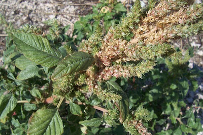 Amaranthus retroflexus L.