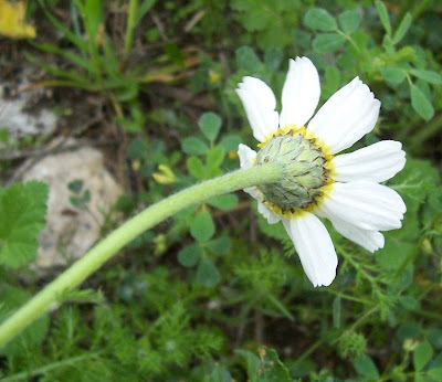 Camomilla tomentosa