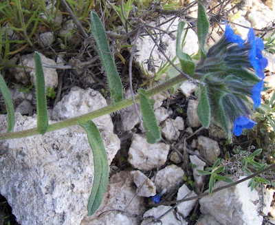 Dyer's bugloss