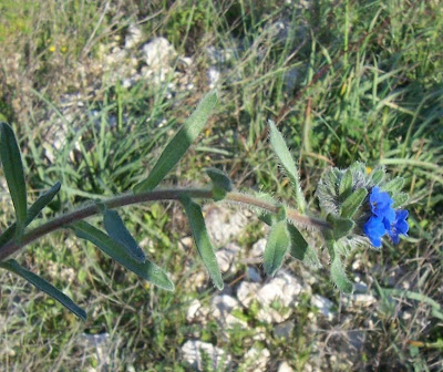 Dyer's bugloss