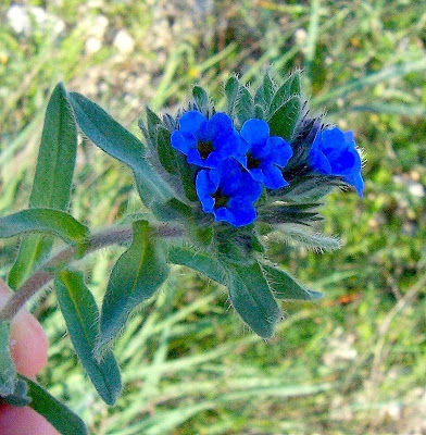 Dyer's bugloss