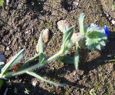 Dyer's bugloss