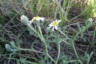 Camomilla tomentosa