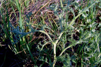 Camomilla tomentosa