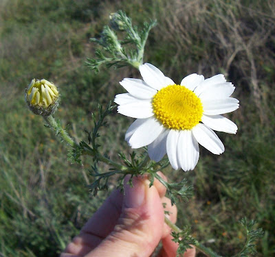Camomilla tomentosa
