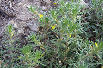 Ajuga chamaepitys (L.) Schreber