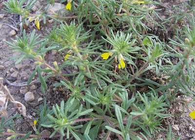 Ajuga chamaepitys (L.) Schreber