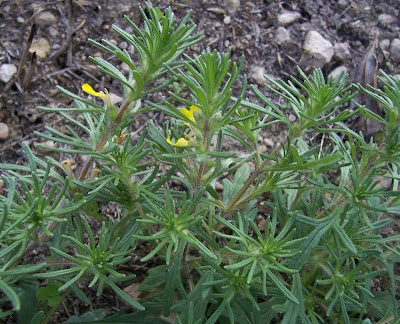 Ajuga chamaepitys (L.) Schreber