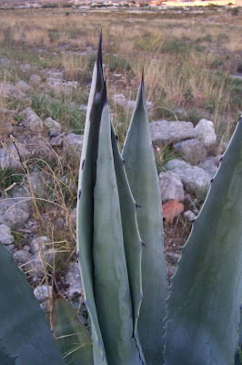Agave americana L.