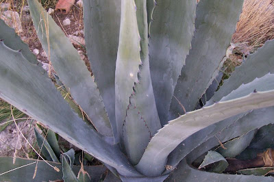 Agave americana L.