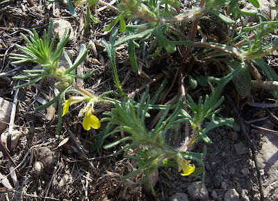 Ajuga chamaepitys (L.) Schreber