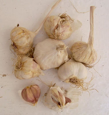 Garlic