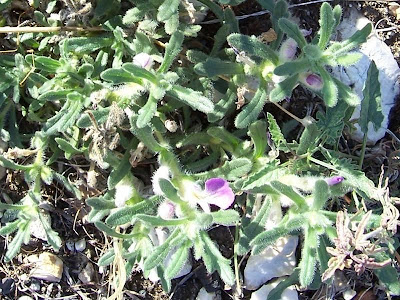 Ajuga iva (L.) Schreber