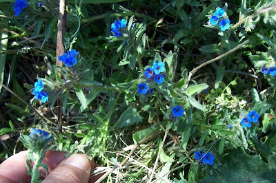 Dyer's bugloss