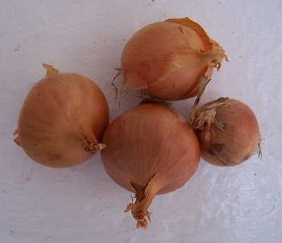 Garden onion Garden onion