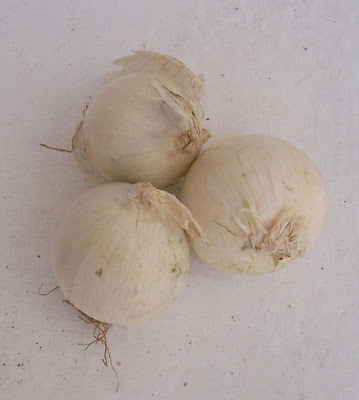 Garden onion Garden onion