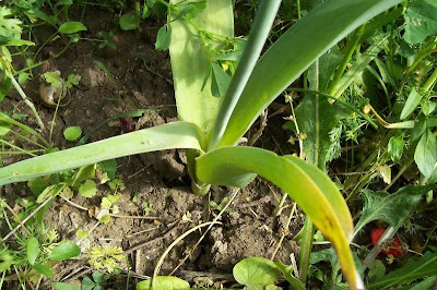 Broadleaf garlic Broadleaf garlic