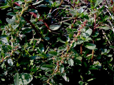 Amaranthus blitoides S. Watson