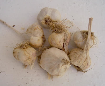 Garlic