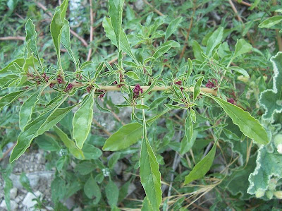 Amaranthus blitoides S. Watson