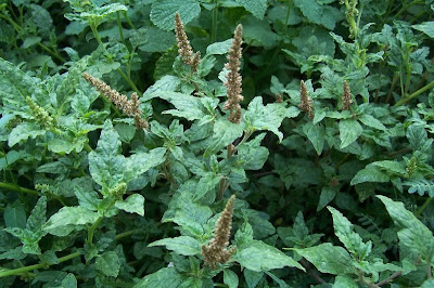 Amaranthus deflexus L.