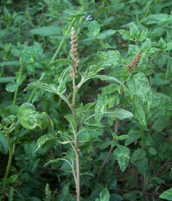 Amaranthus deflexus L.