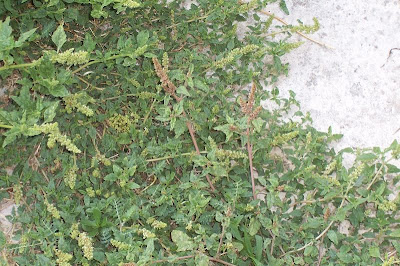 Amaranthus deflexus L.