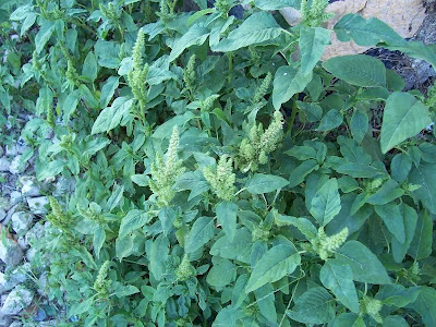 Amaranthus retroflexus L.