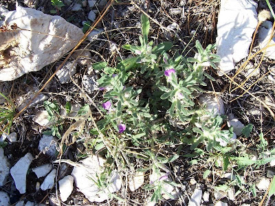 Ajuga iva (L.) Schreber