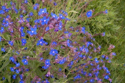 Garden anchusa