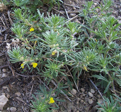 Ajuga chamaepitys (L.) Schreber