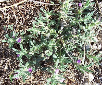 Ajuga iva (L.) Schreber
